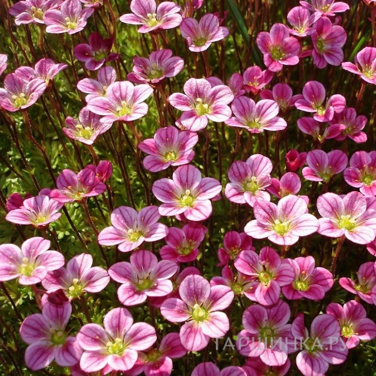 Камнеломка Арендса Розеа