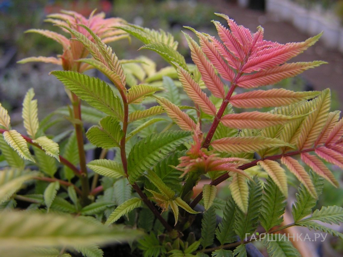 Рябинник рябинолистный