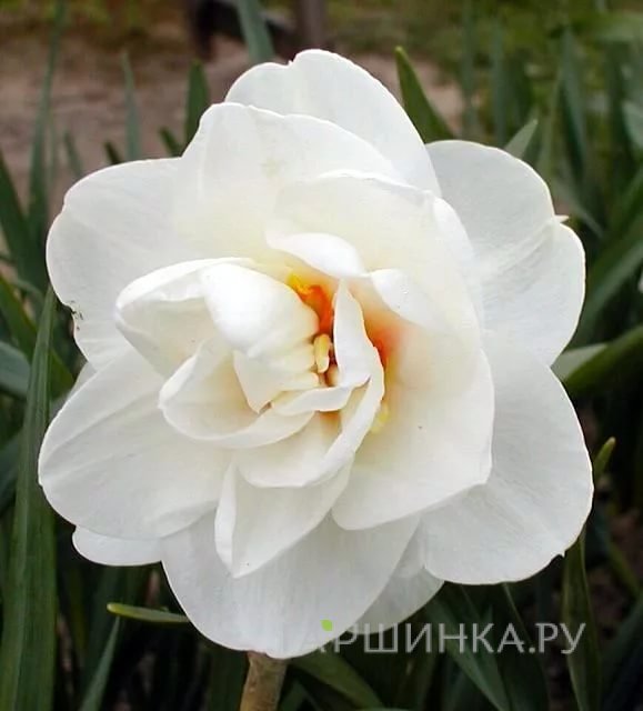 Нарцисс Акрополис махровый 5шт