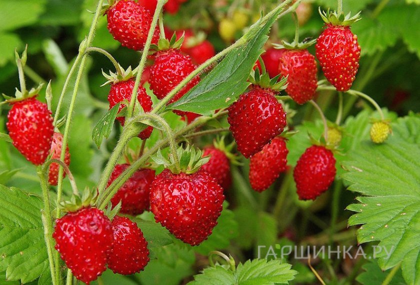 Земляника Душистое лукошко 0.04г