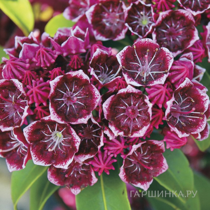 Кальмия Кипсейк широколистная