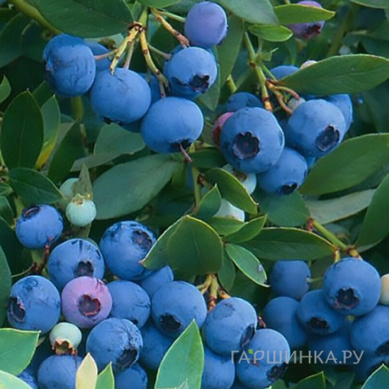 Голубика высокорослая Саншайн Блю