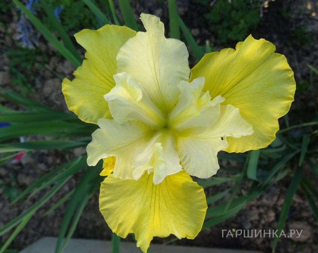 Ирис сибирский Саммер Ревелс