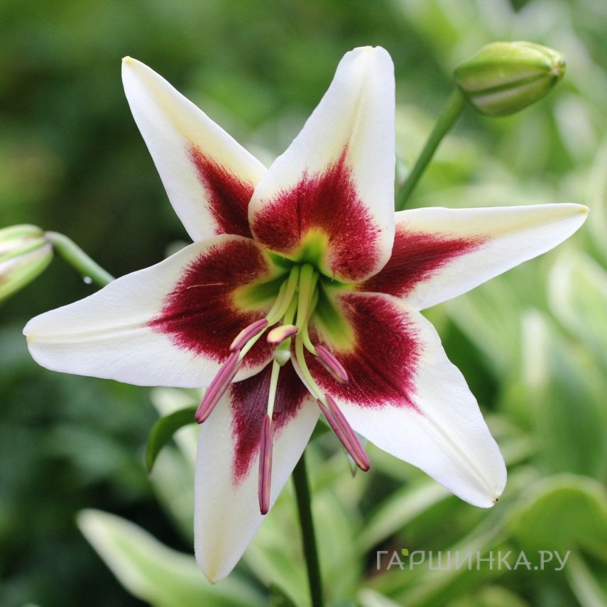 Лилия Лесли Вудрифф ОТ-гибрид