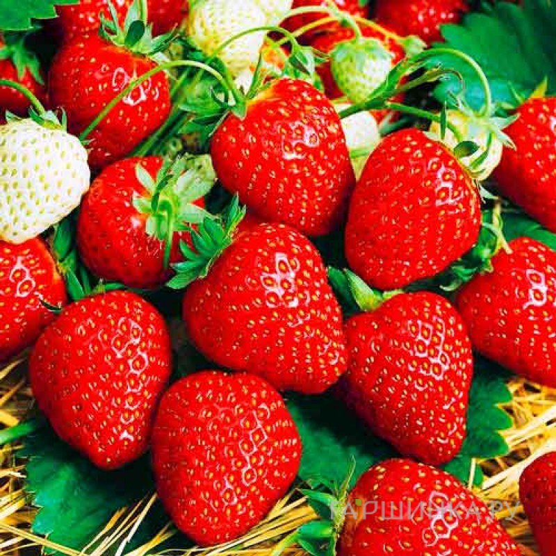 Земляника Вечность