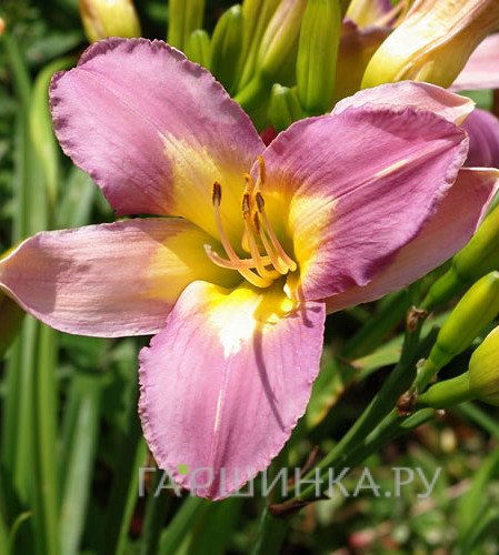 Лилейник Нил Крейн