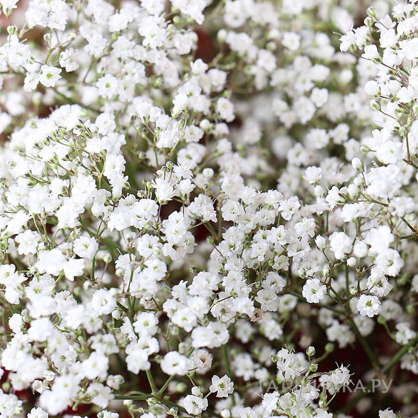Гипсофила метельчатая белая