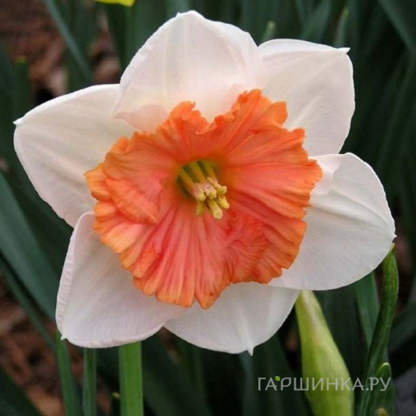 Нарцисс Риот крупнокорончатый 5шт.