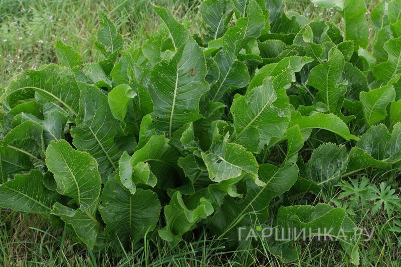 Хрен обыкновенный