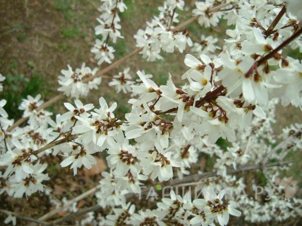 Абелиолистник (Форзиция белая)