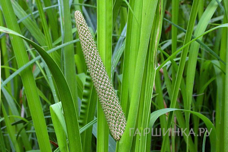 Аир обыкновенный