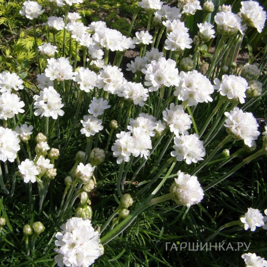 Армерия приморская Альба