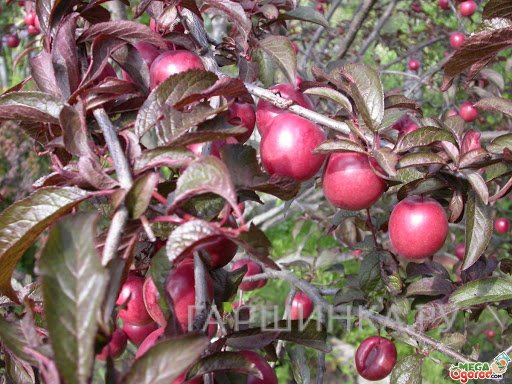 Алыча Алые паруса