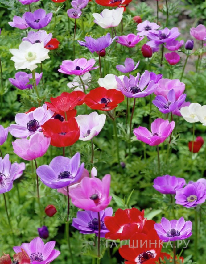 Анемона (Ветреница) Де Каен смесь 10шт