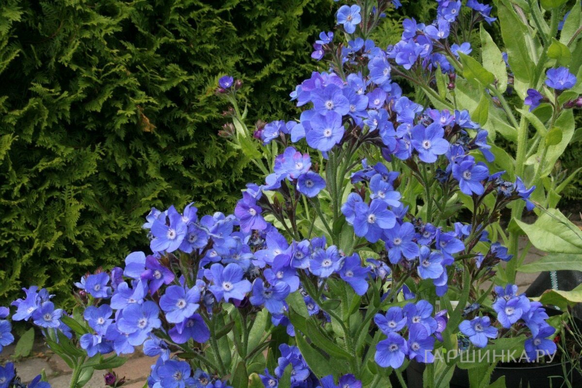 Анхуза азуреа Лоддон Роялист