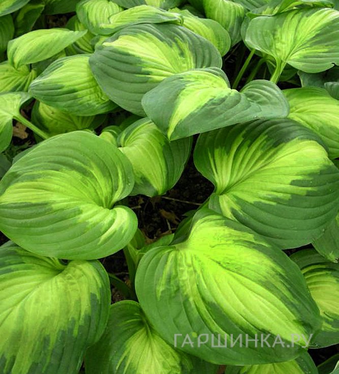 Хоста Энчиладас (L)
