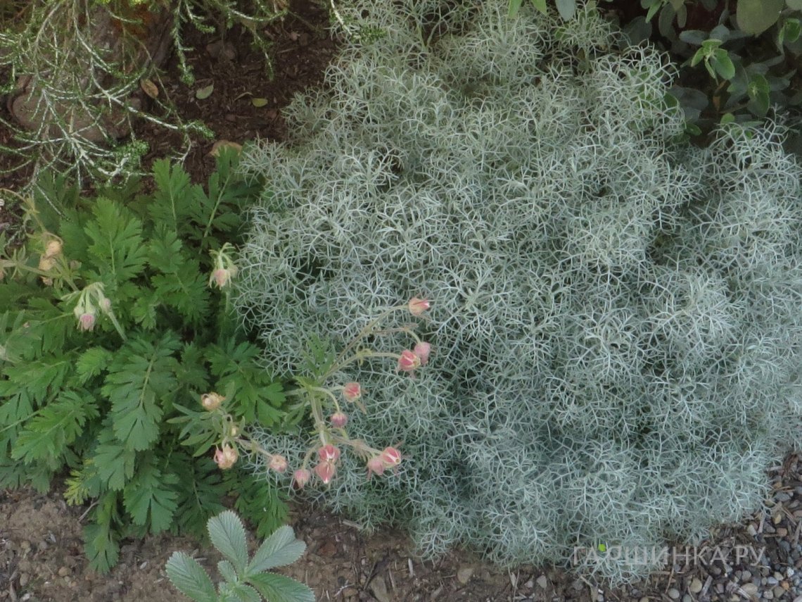 Полынь Канесценс