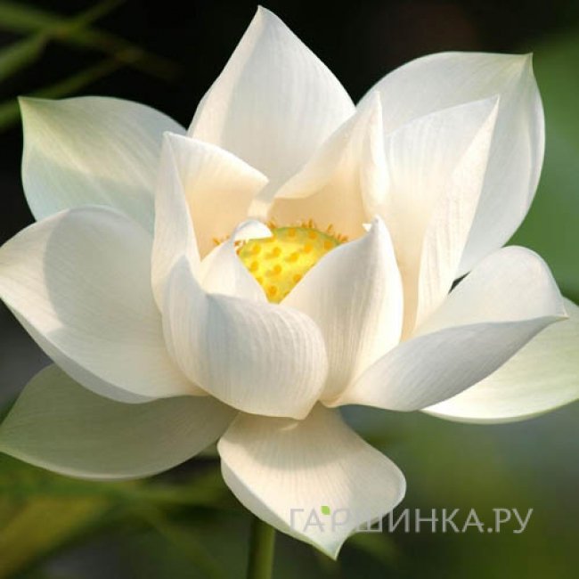 Лотос белый