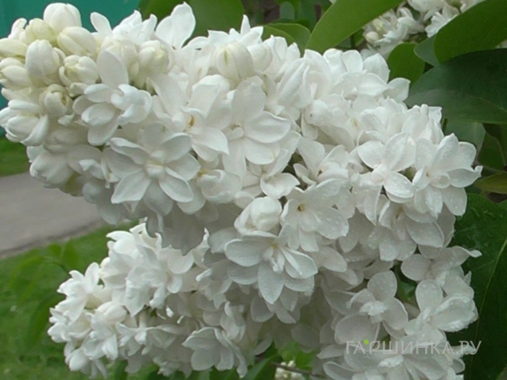 Сирень Защитникам Бреста