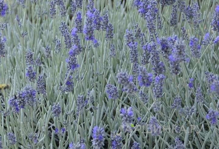 Лаванда Сильвер Мист