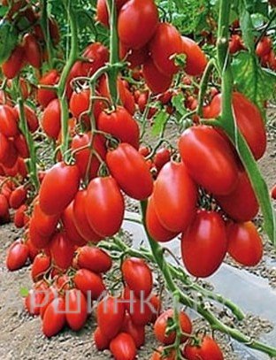 Томат Баловень судьбы 20 шт