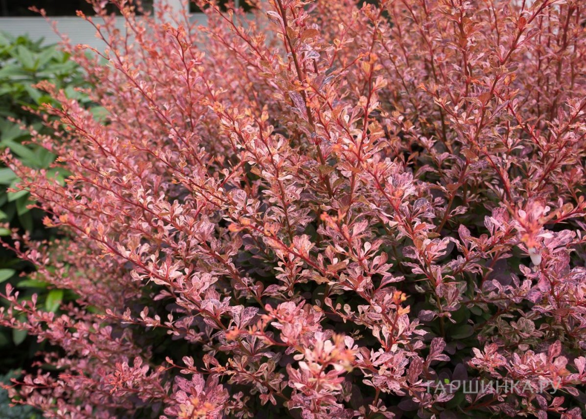 Барбарис Тунберга Роуз Глоу