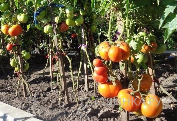 Томат Бердский крупный 20 шт