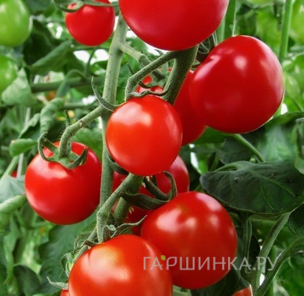 Томат Благовест F1 1+1/25шт