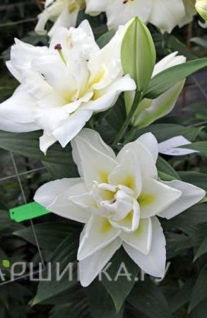 Лилия Близзард восточная махровая/2шт