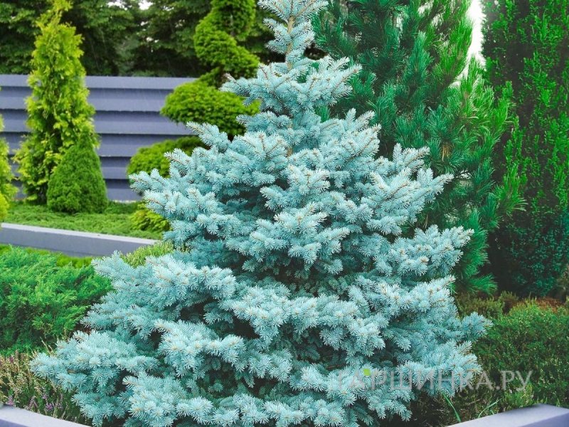 Ель колючая Блю Даймонд голубая