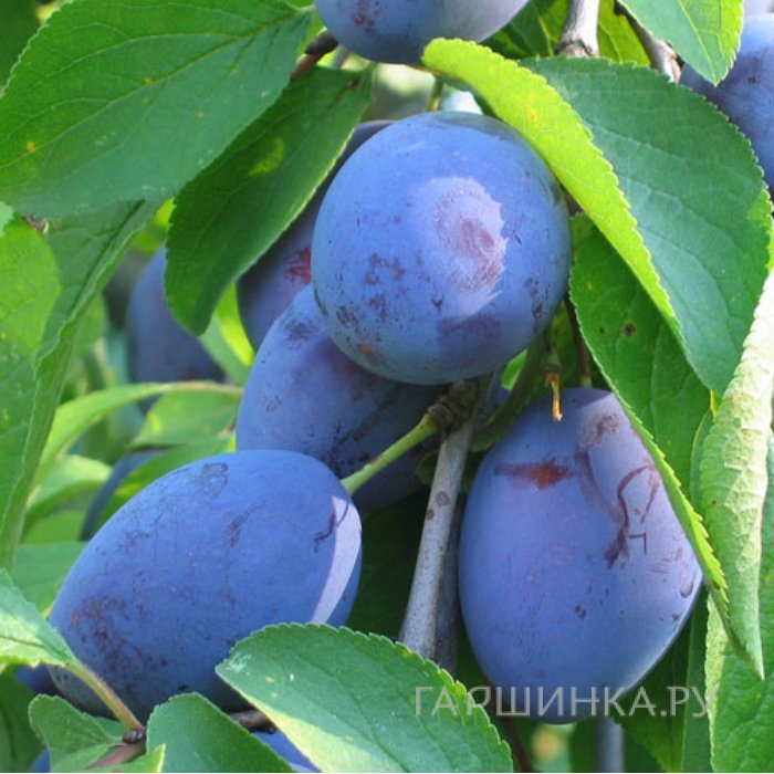 Слива Блю Фри