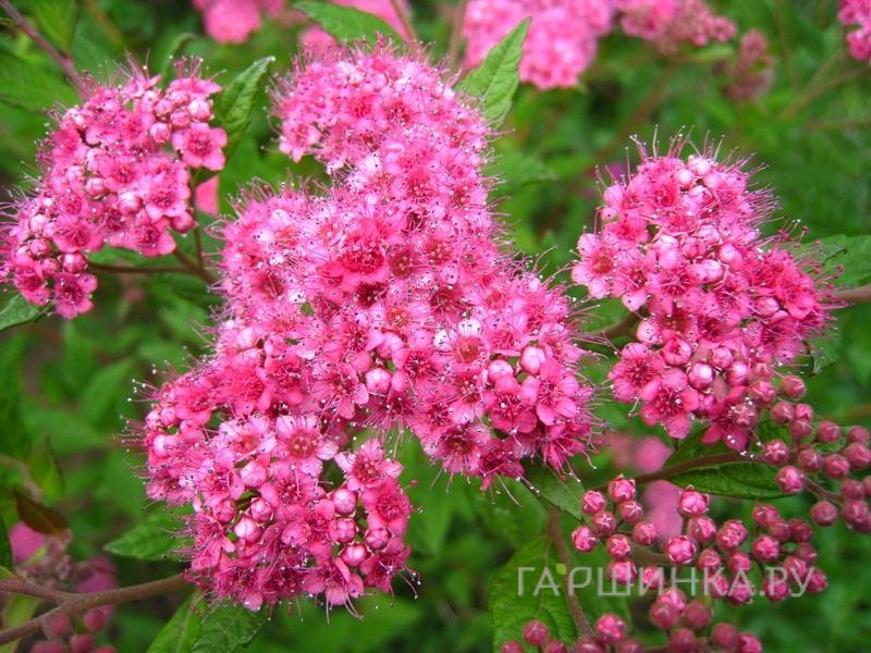 Спирея Бумальда