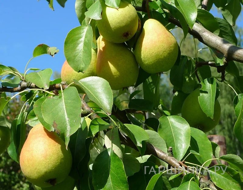 Груша Бураковка