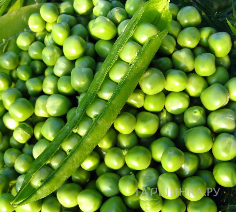 Горох Бутана горох белисточковый 50шт