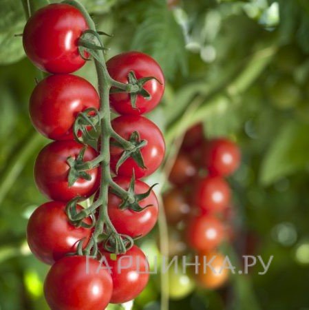 Томат Бычий глаз 20 шт