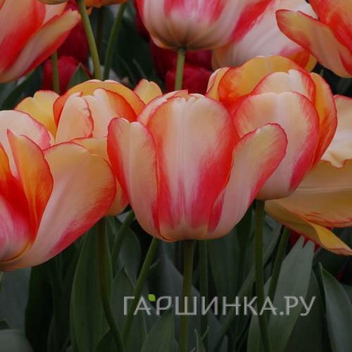 Тюльпан Бьюти оф Спринг 5шт