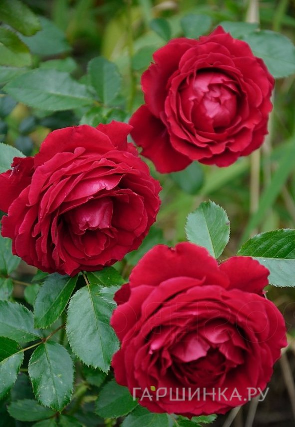 Роза Карри, Харкнесс (лиц)