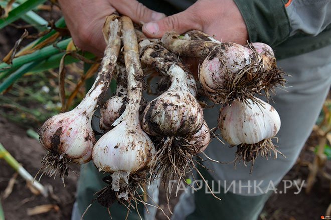 Чеснок озимый сорт Шадейка 0.5кг/уп