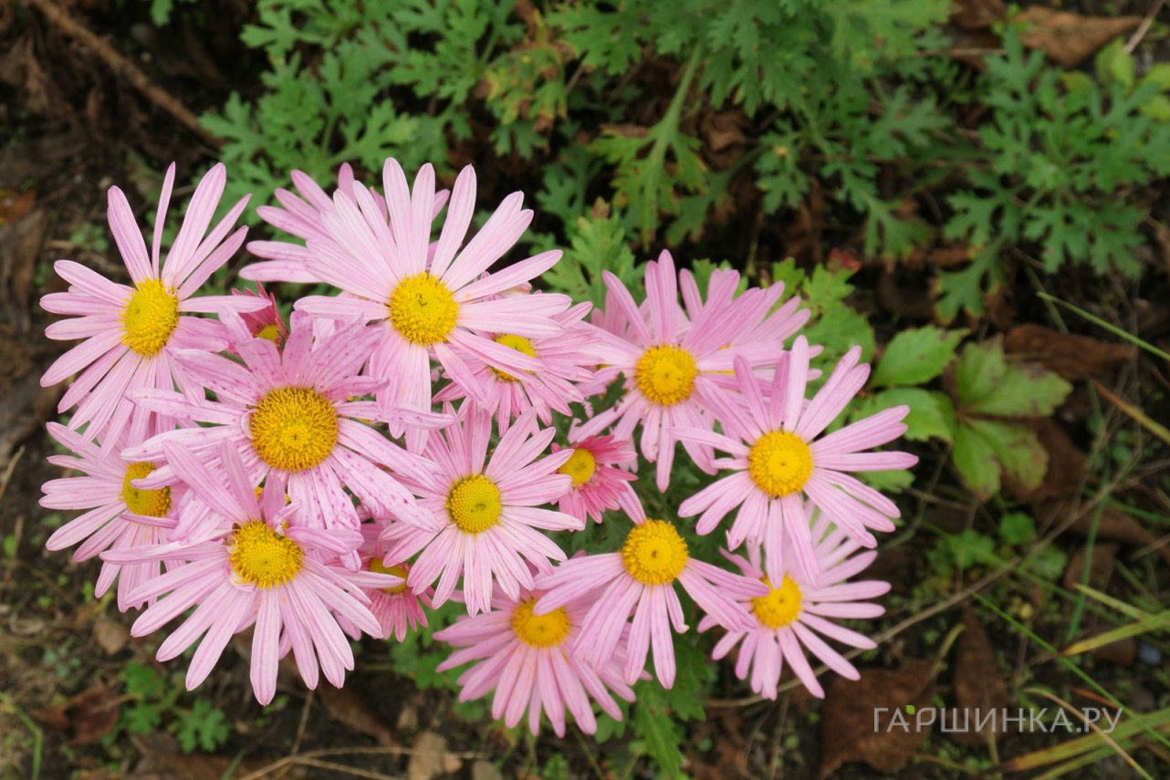 Хризантема Клара Кертис