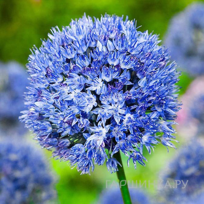 Лук декоративный Керулеум 10 шт