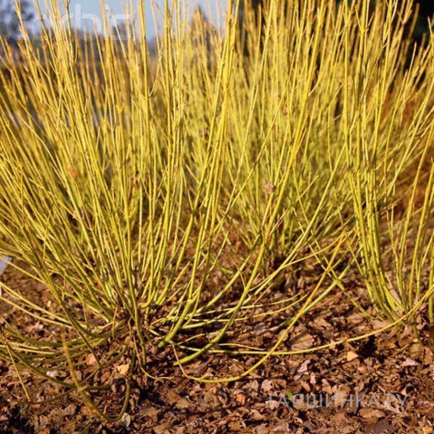 Дерен Флавирамеа