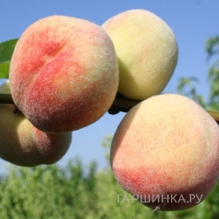 Персик Донецкий белый