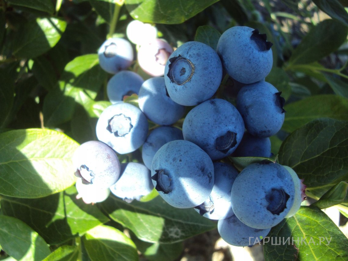 Голубика Эллиот