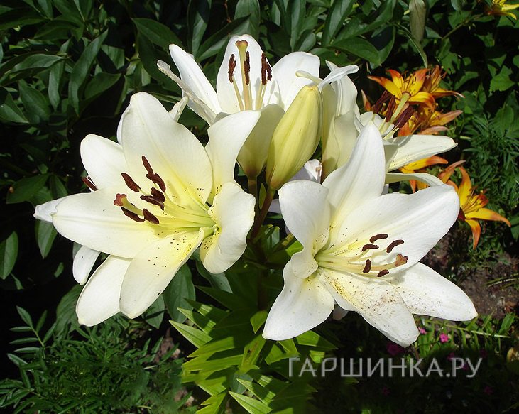 Лилия Эрколано ЛА-гибрид/ 2шт