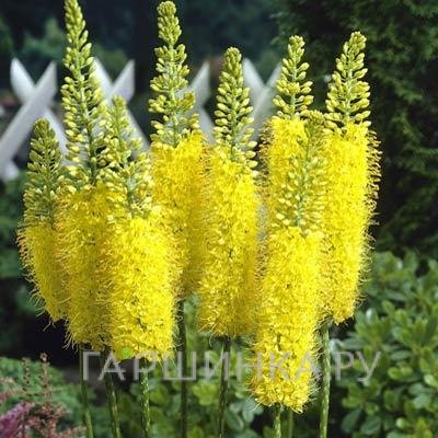 Эремурус Манимэйкер