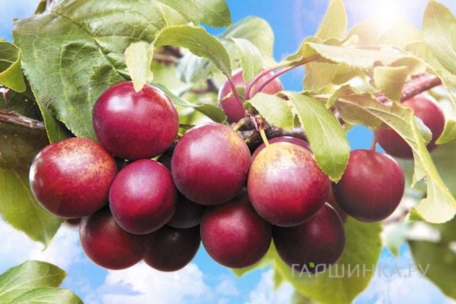 Тернослив Гордость Сибири