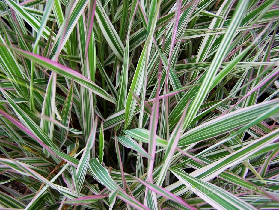 Фалярис Пикта