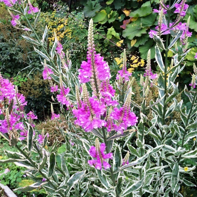 Физостегия Вариегата виргинская