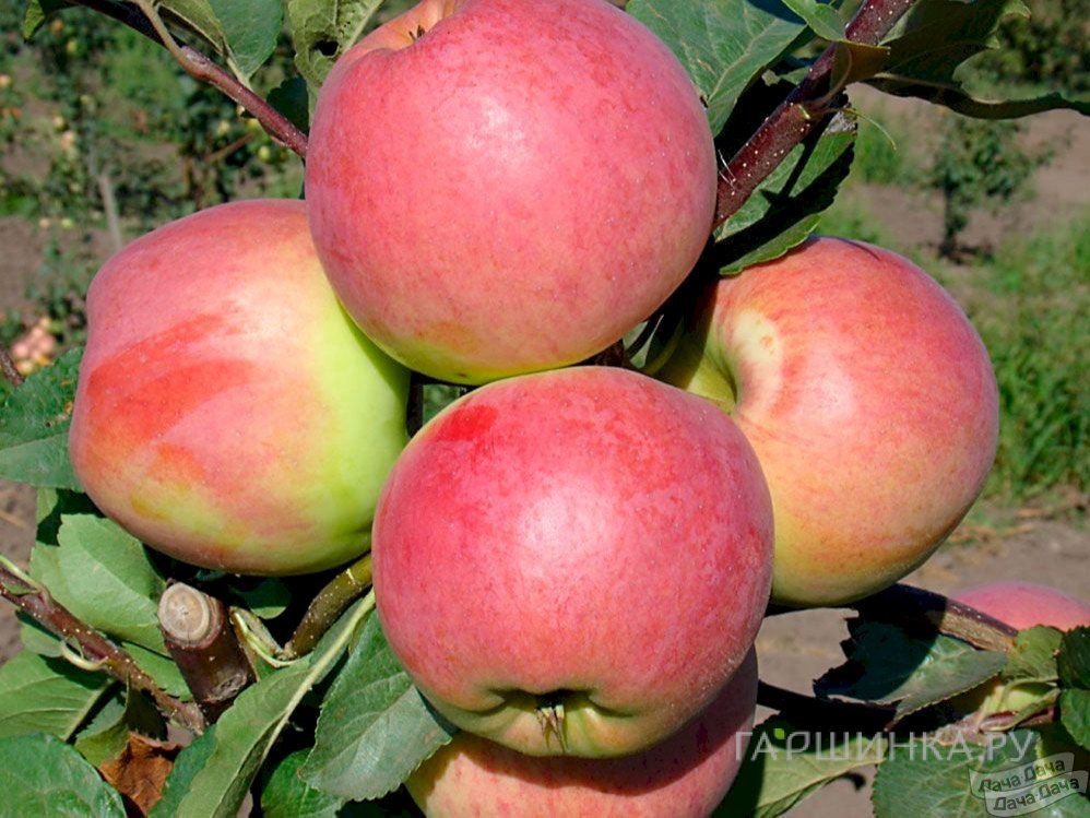 Яблоня Флагман