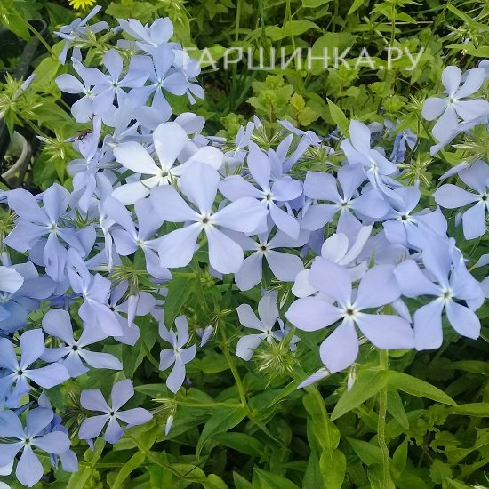 Флокс Клаудз оф Парфюм растопыренный